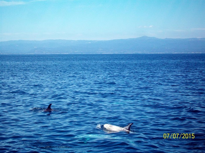 Risso's Dolphins while Whale Watching in Monterey Bay California with Stagnaro Charters