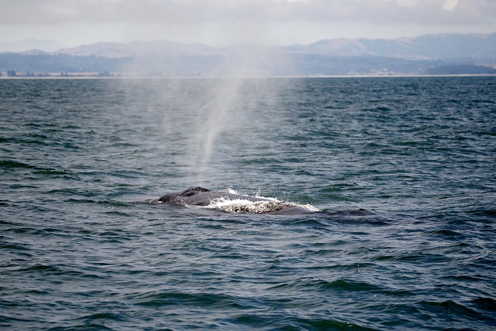 Whale Spout while Whale Watching in Monterey Bay California with Stagnaro Charters