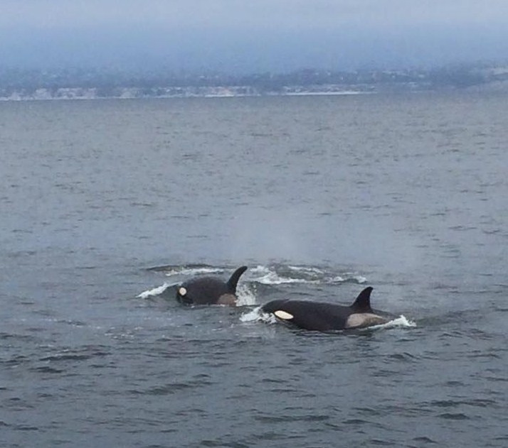 Orcas while Whale Watching in Monterey Bay California with Stagnaro Charters