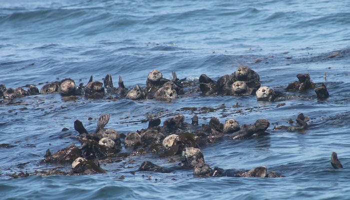 Otter Party while Whale Watching in Monterey Bay California with Stagnaro Charters