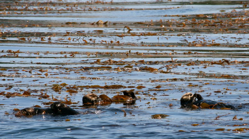 Otters while Whale Watching in Monterey Bay California with Stagnaro Charters