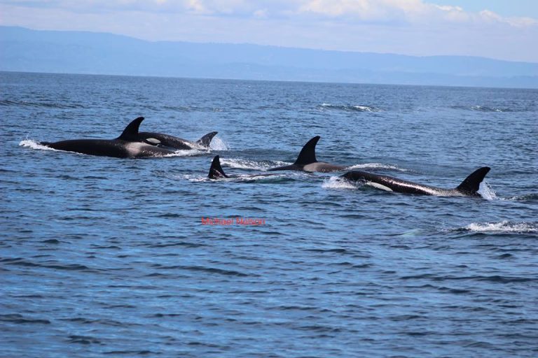 Sightings while Whale Watching in Monterey Bay California with Stagnaro Charters