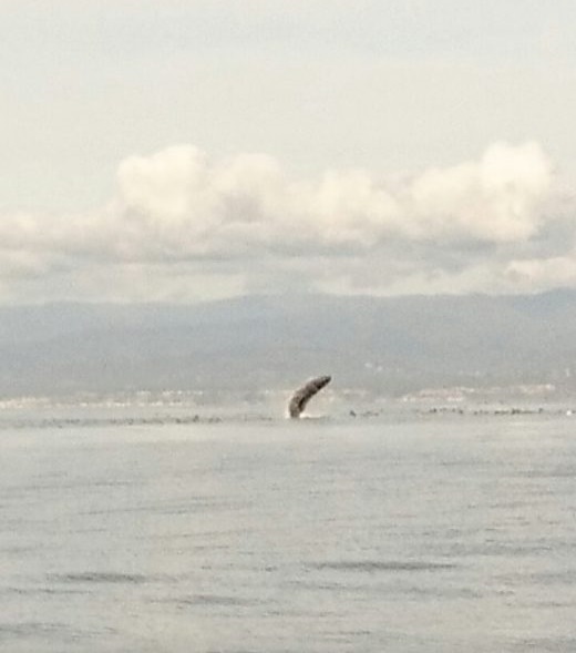 Humpback while Whale Watching in Monterey Bay California with Stagnaro Charters