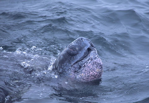 Leather Back Turtle while Whale Watching in Monterey Bay California with Stagnaro Charters