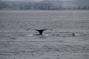 Tail while Whale Watching in Monterey Bay California with Stagnaro Charters