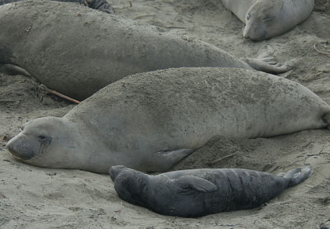 Northern Elephant Seal while Whale Watching in Monterey Bay California with Stagnaro Charters