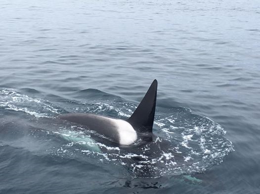 Orca while Whale Watching in Monterey Bay California with Stagnaro Charters
