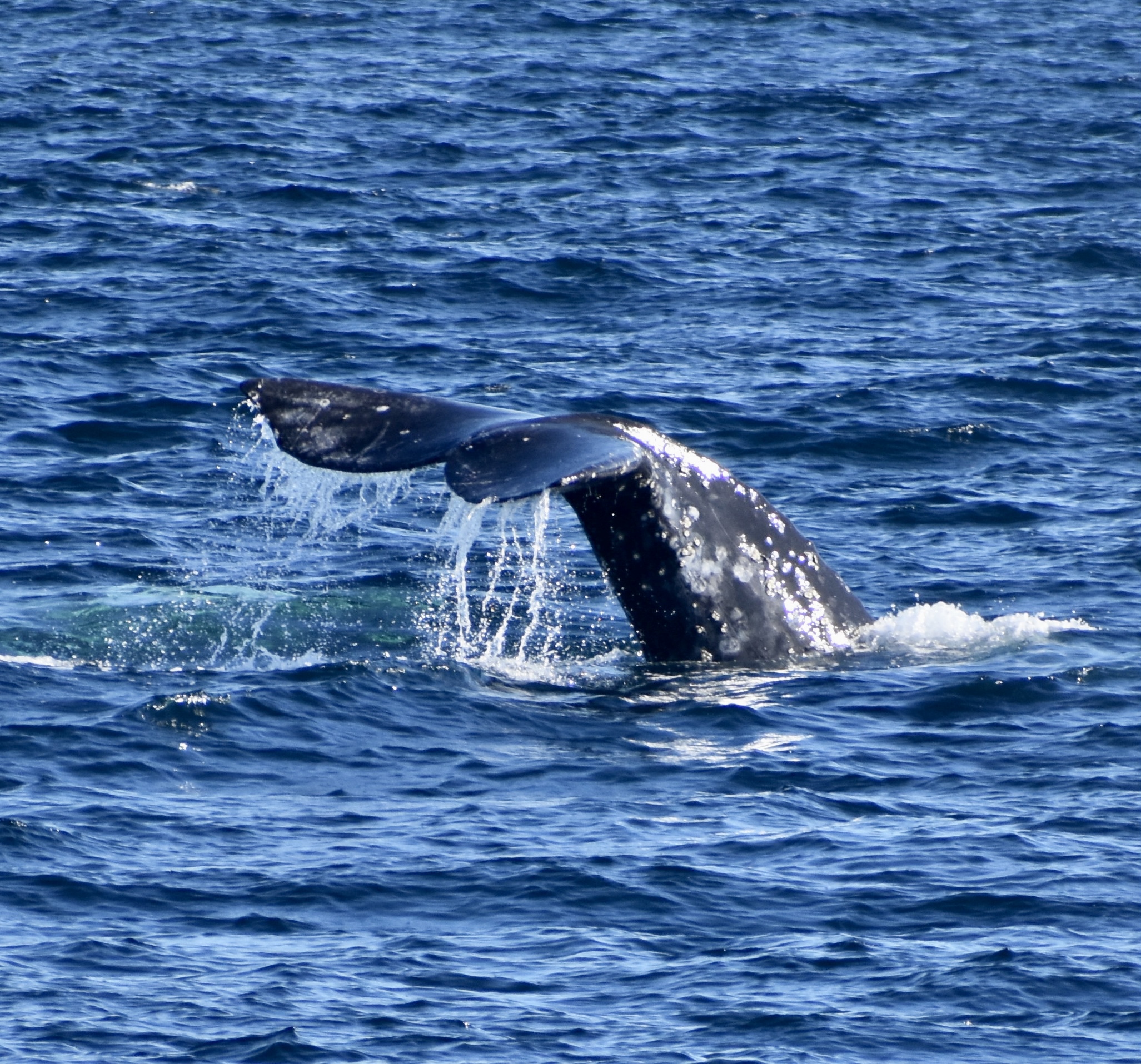 Gray Whale 12-29-2021
