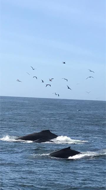Monterey Bay Whale Watching Santa Cruz Stagnaro