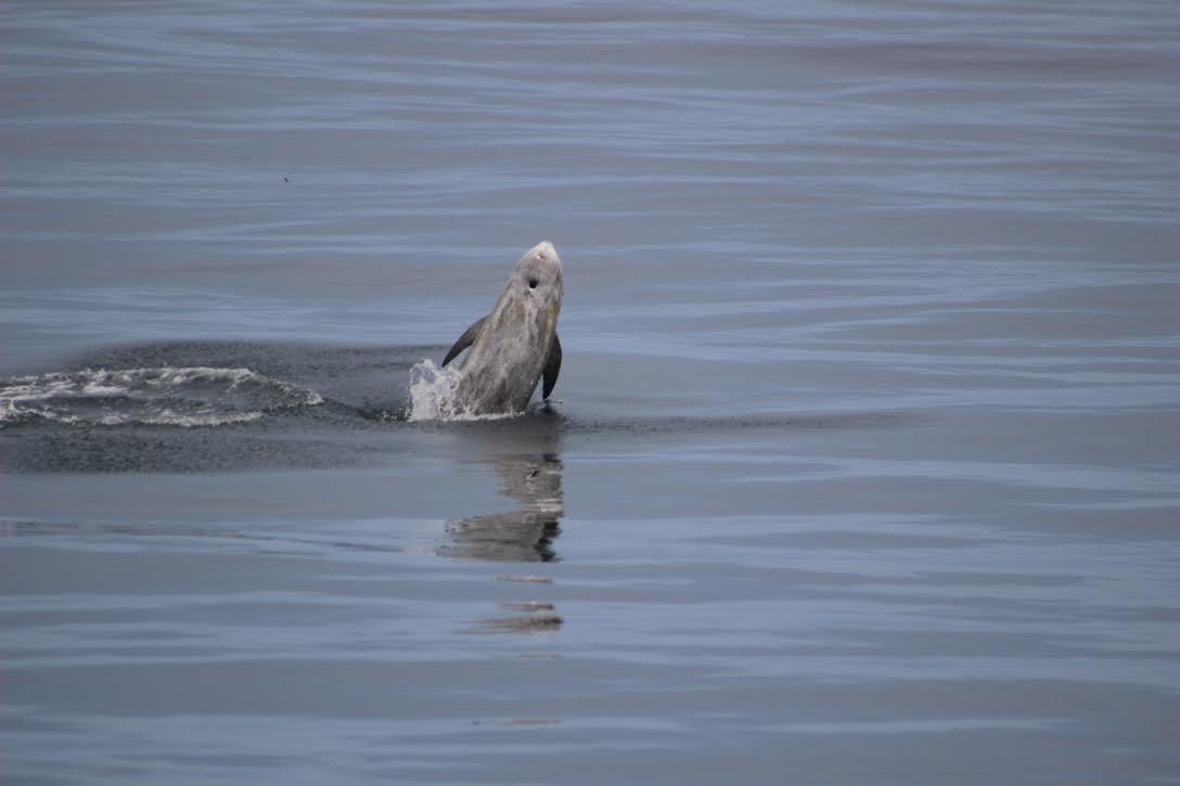 Risso's Dolphin in Monterey Bay, August 2017