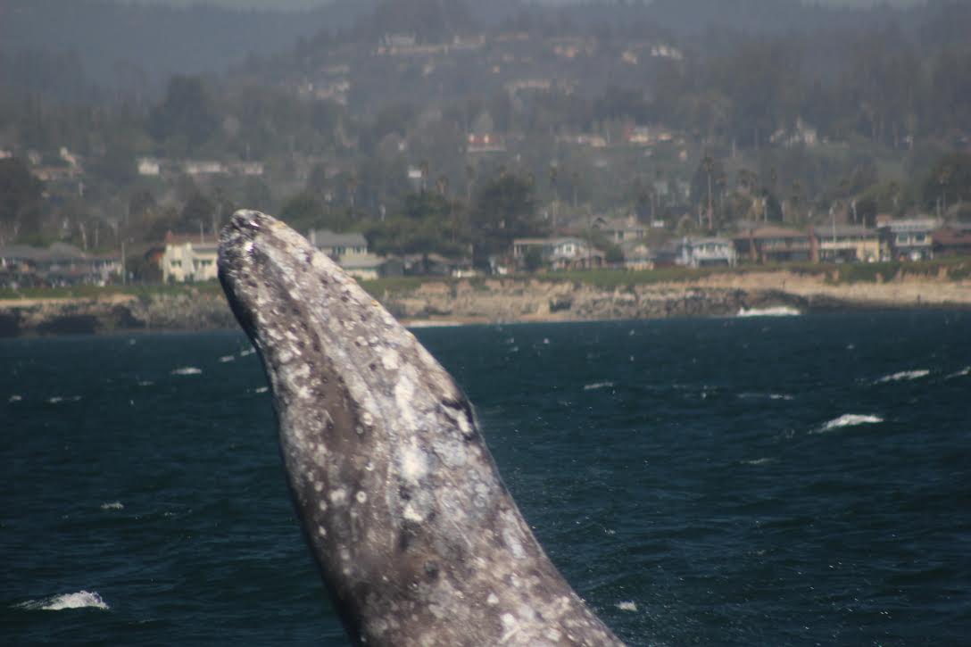 Monterey Whale Watching breaching gray