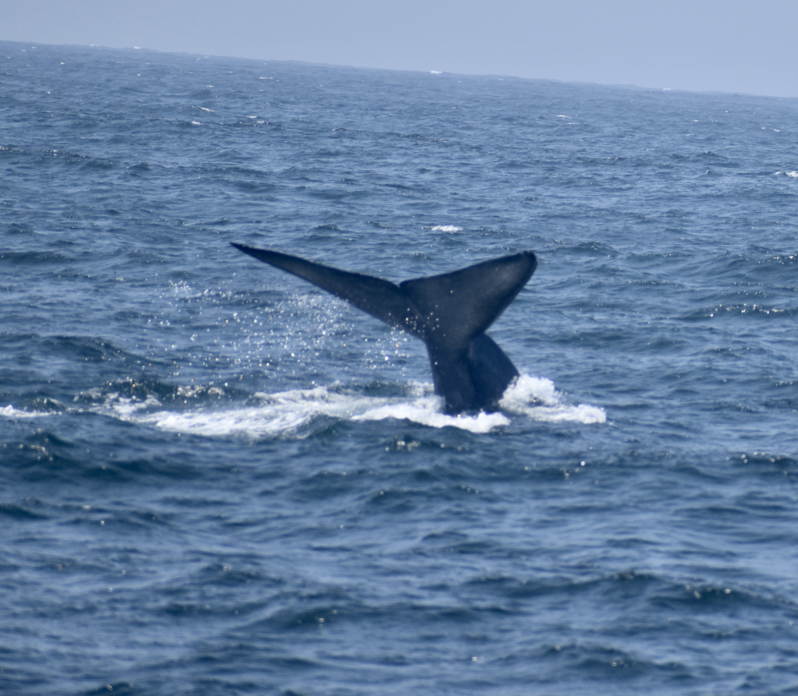 blue whale auguat 15 2021 monterey bay