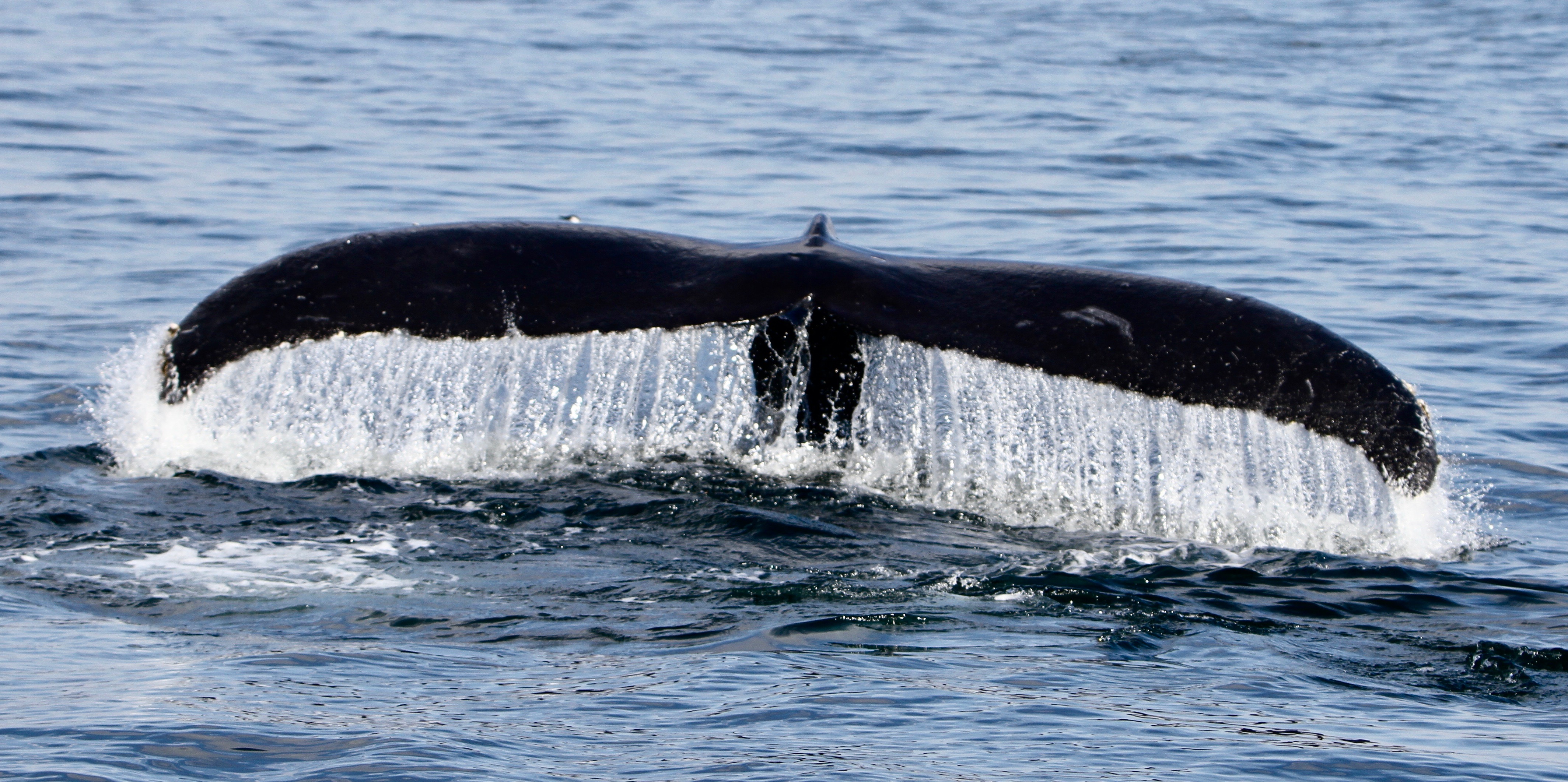humpback whale tale Monterey October 2017