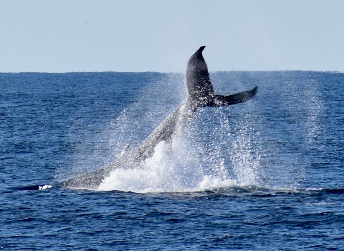 Monterey Santa Cruz Whale Watching 2021