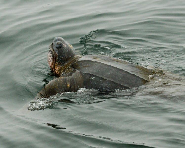 Leatherback Turtle Monterey Bay