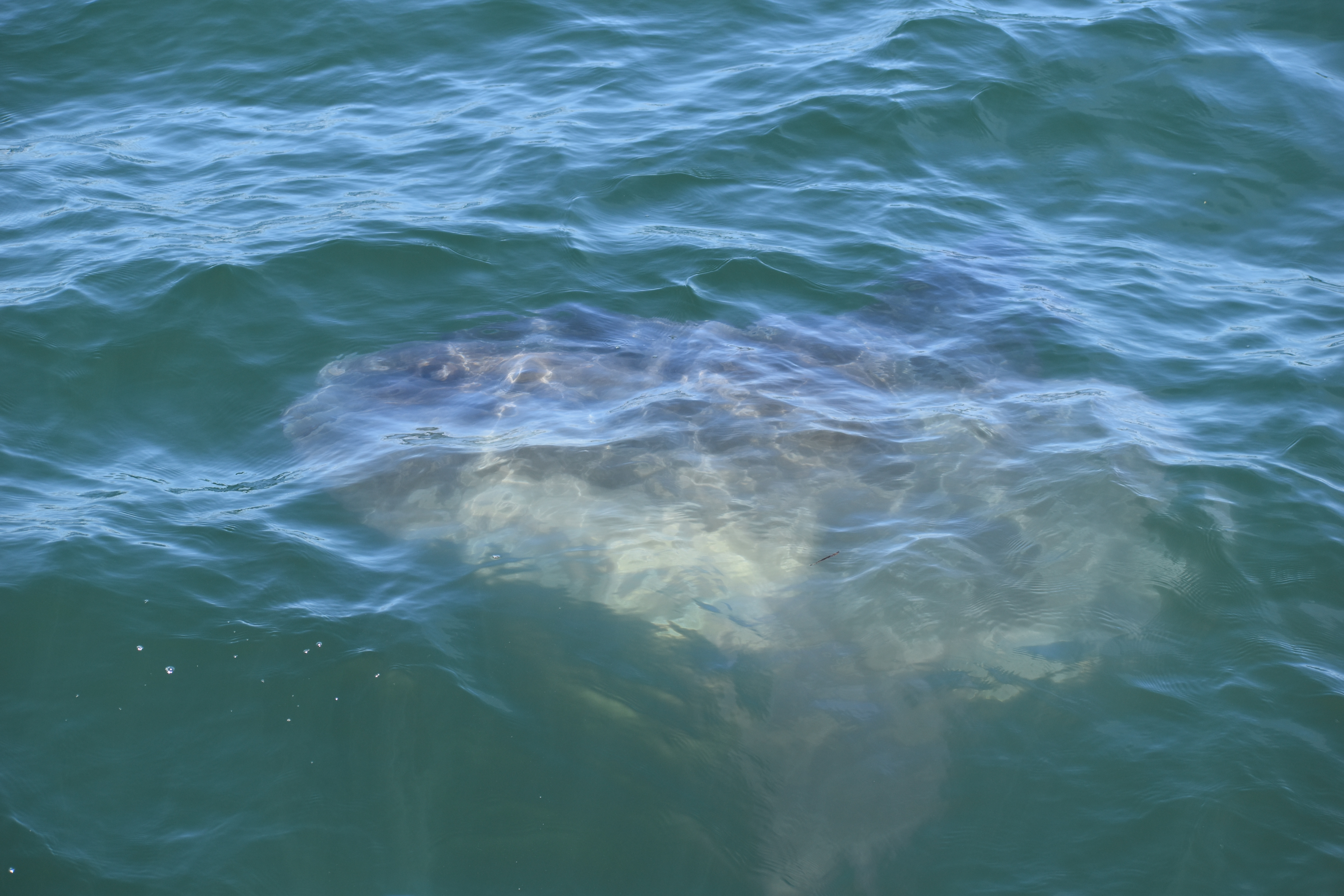 Sunfish Mola-mola Santa Cruz Velocity Stagnaro