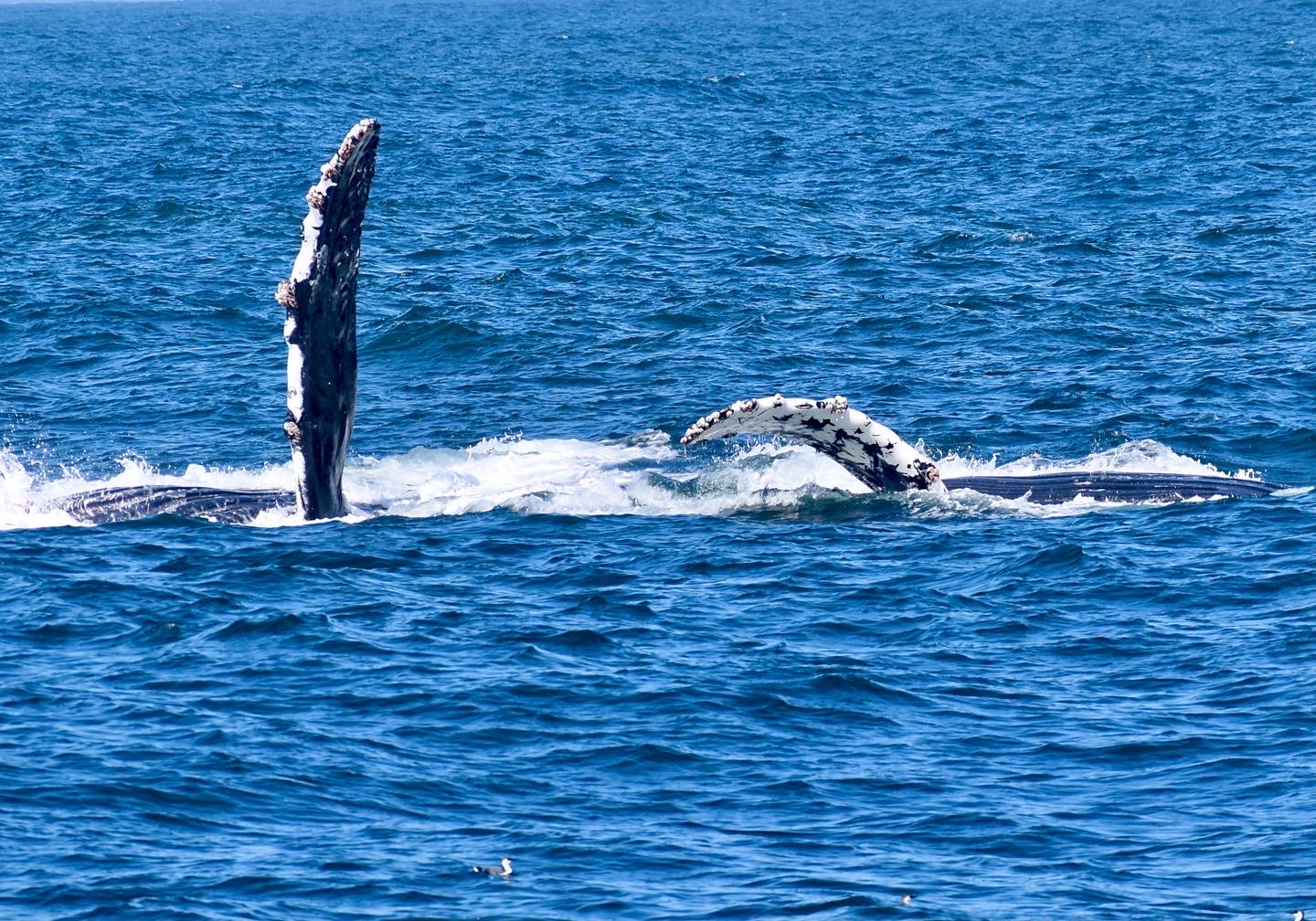 2 Humpback Whales