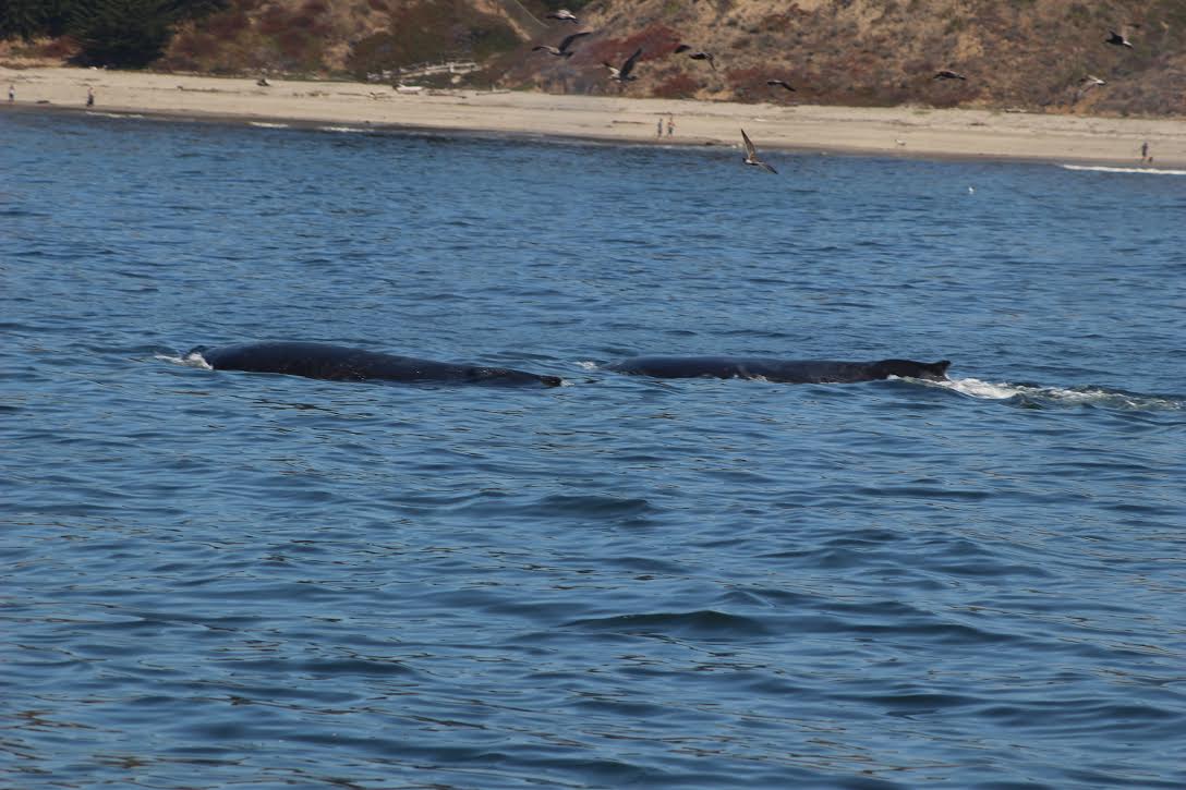 two humpback whales near santa Cruz, CA August 2017