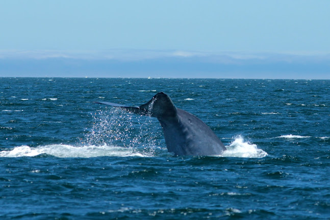 Blue Whale while Whale Watching in Monterey Bay California with Stagnaro Charters