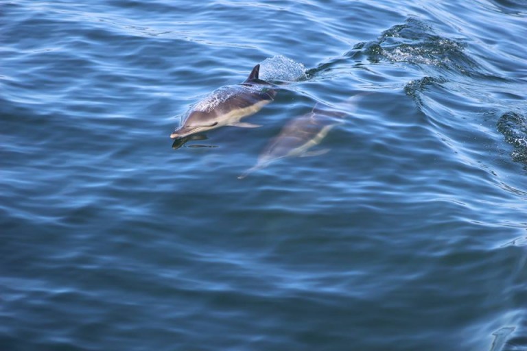 Common Dolphins while Whale Watching in Monterey Bay California with Stagnaro Charters