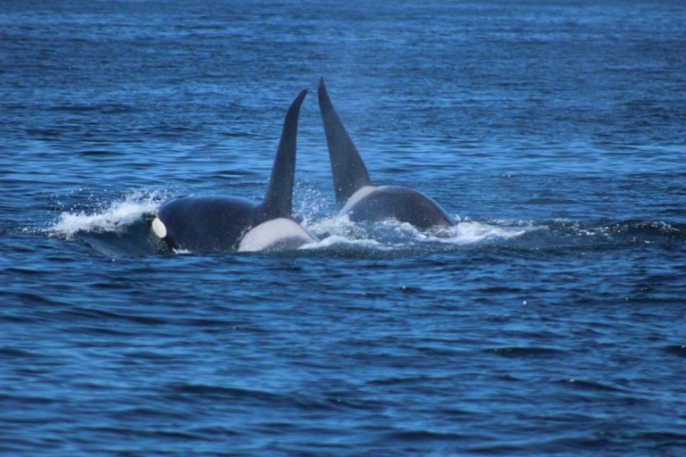 Killer Whales while Whale Watching in Monterey Bay California with Stagnaro Charters