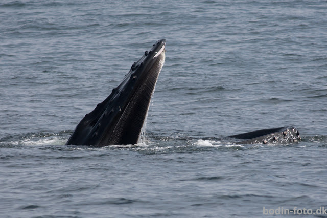 3 whale species while Whale Watching in Monterey Bay California with Stagnaro Charters