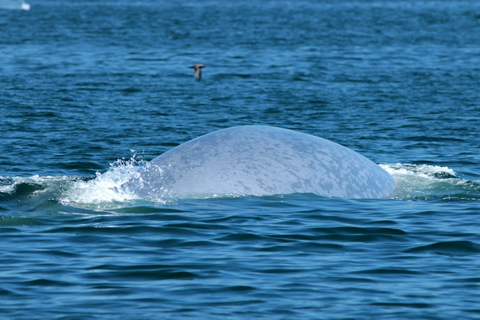 Blue Whale while Whale Watching in Monterey Bay California with Stagnaro Charters