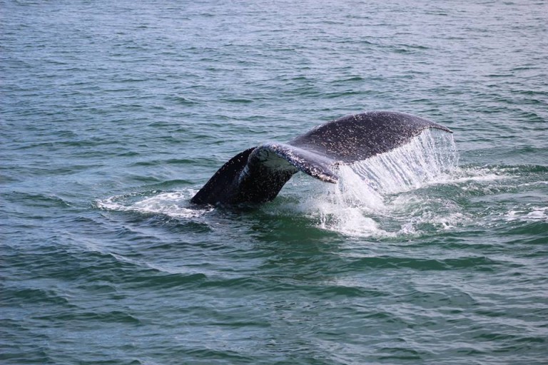 Humpback Fluke while Whale Watching in Monterey Bay California with Stagnaro Charters