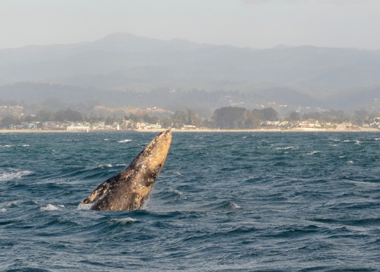 Gray Whales migrating while Whale Watching in Monterey Bay California with Stagnaro Charters