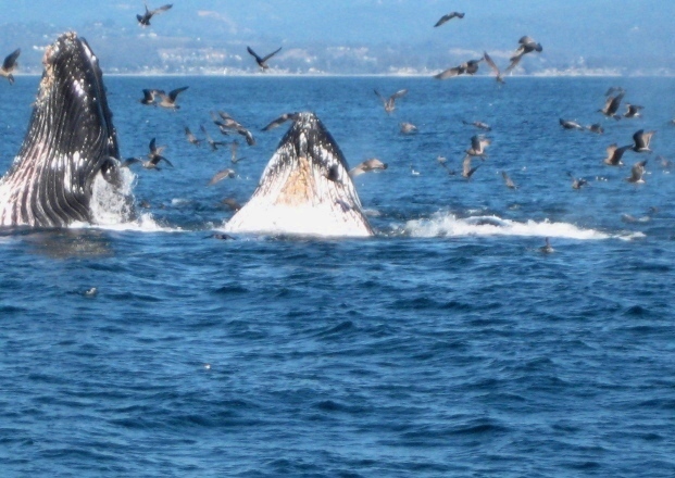 Feeding Humpbacks while Whale Watching in Monterey Bay California with Stagnaro Charters