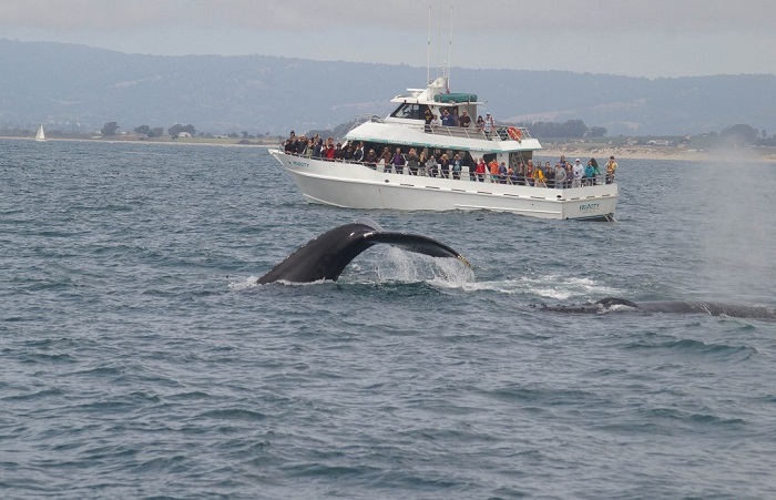 Velocity FULL while Whale Watching in Monterey Bay California with Stagnaro Charters