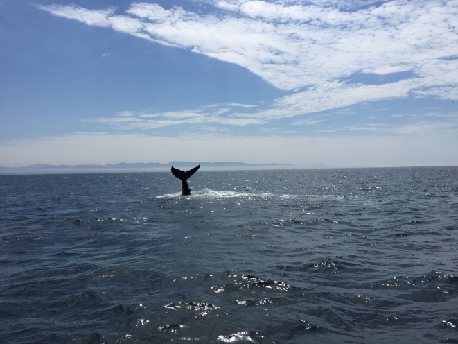 Wildlife while Whale Watching in Monterey Bay California with Stagnaro Charters