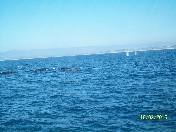 Whales while Whale Watching in Monterey Bay California with Stagnaro Charters