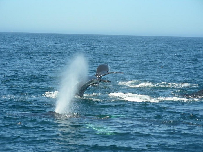Dolphins & Whale Tail while Whale Watching in Monterey Bay California with Stagnaro Charters