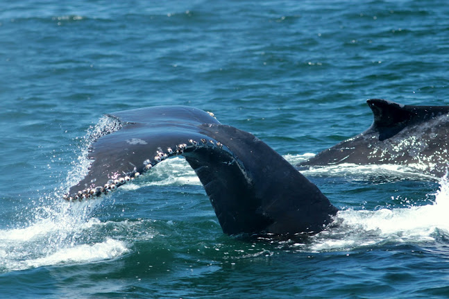 June Humpbacks while Whale Watching in Monterey Bay California with Stagnaro Charters