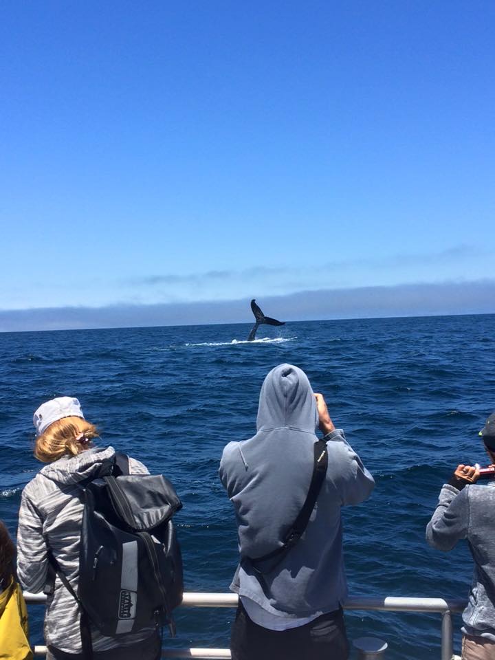 Tail Slaps while Whale Watching in Monterey Bay California with Stagnaro Charters