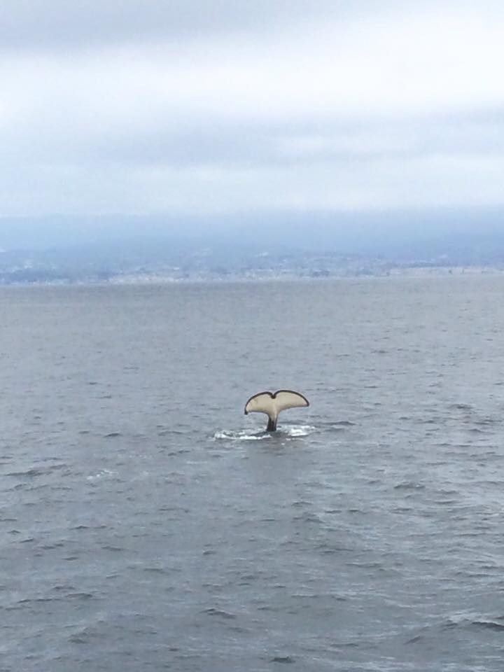Orcas & Humpbacks while Whale Watching in Monterey Bay California with Stagnaro Charters