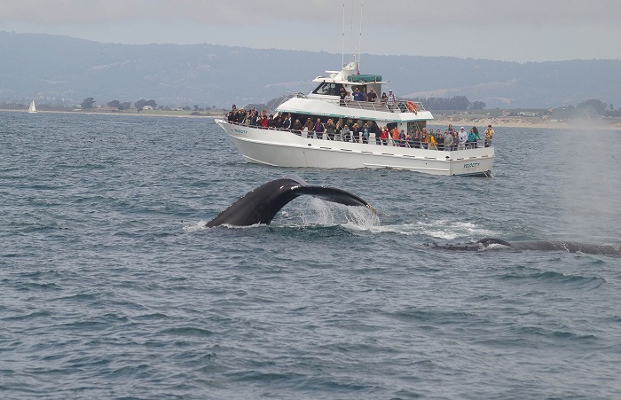 Velocity Full and a Tail while Whale Watching in Monterey Bay California with Stagnaro Charters