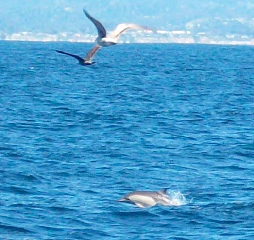 Birds while Whale Watching in Monterey Bay California with Stagnaro Charters