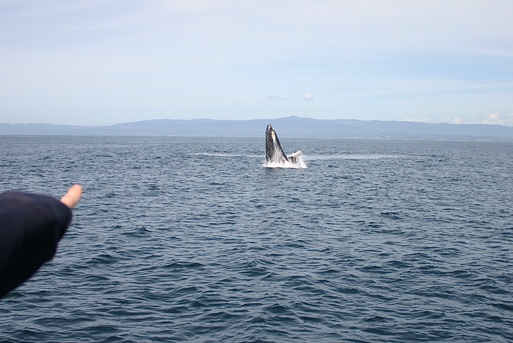 Humpback Breached while Whale Watching in Monterey Bay California with Stagnaro Charters