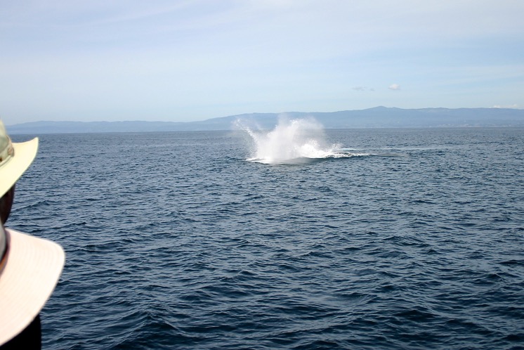Humpback Breached while Whale Watching in Monterey Bay California with Stagnaro Charters