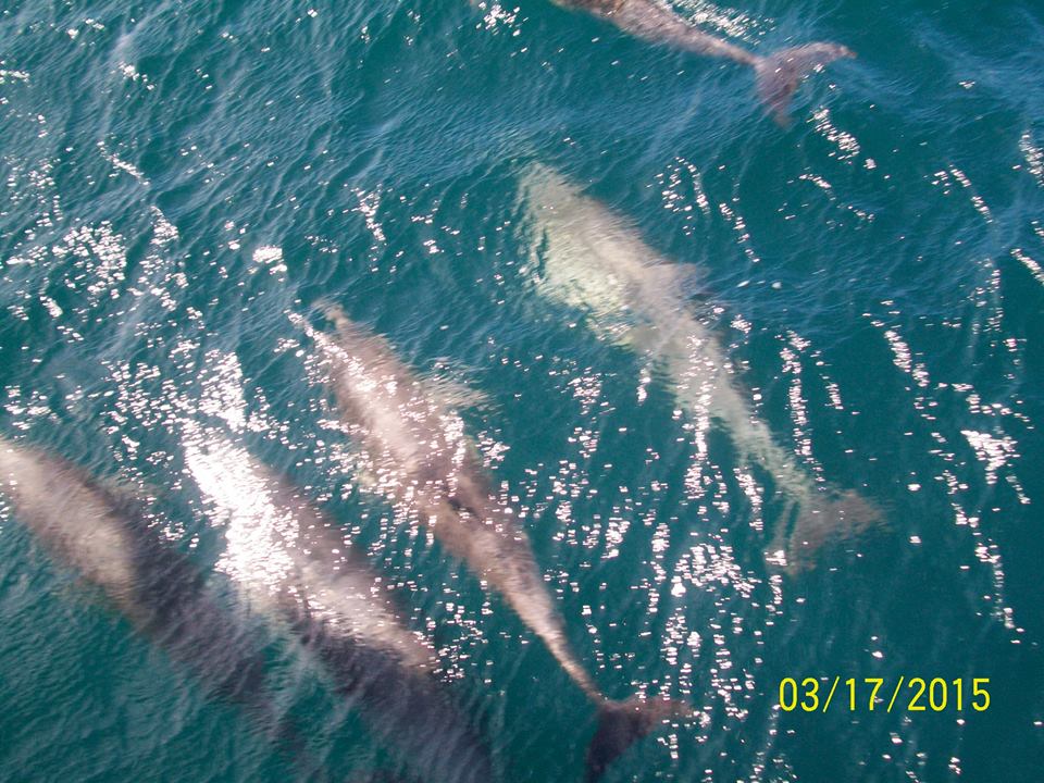Long beaked common dolphins while Whale Watching in Monterey Bay California with Stagnaro Charters