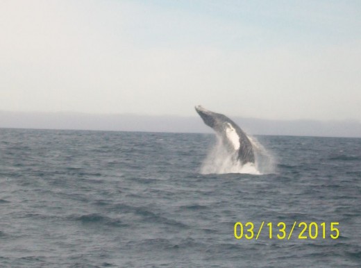 Amazing! Breaching humpback and gray whales while Whale Watching in Monterey Bay California with Stagnaro Charters
