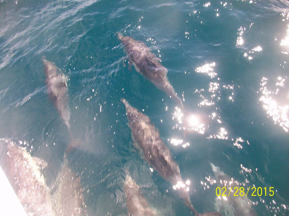 common dolphins while Whale Watching in Monterey Bay California with Stagnaro Charters