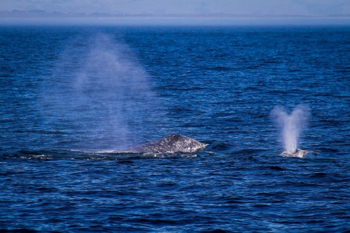 Humpback and gray whales just 2 miles out while Whale Watching in Monterey Bay California with Stagnaro Charters