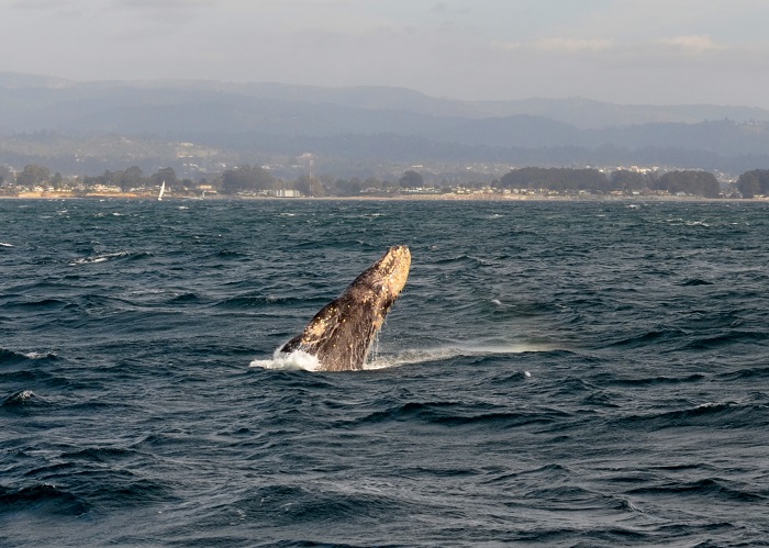 Gray Whale while Whale Watching in Monterey Bay California with Stagnaro Charters