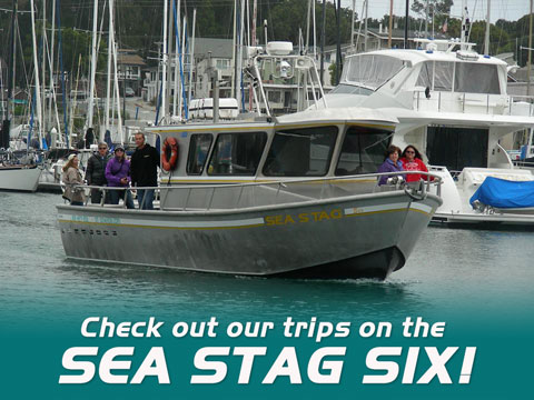 Sea Stag Six while Whale Watching in Monterey Bay California with Stagnaro Charters