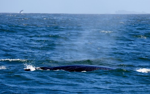 Humpbacks while Whale Watching in Monterey Bay California with Stagnaro Charters