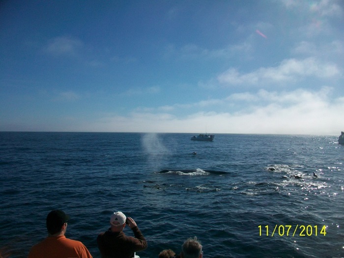 Great Whale & Dolphin Show while Whale Watching in Monterey Bay California with Stagnaro Charters