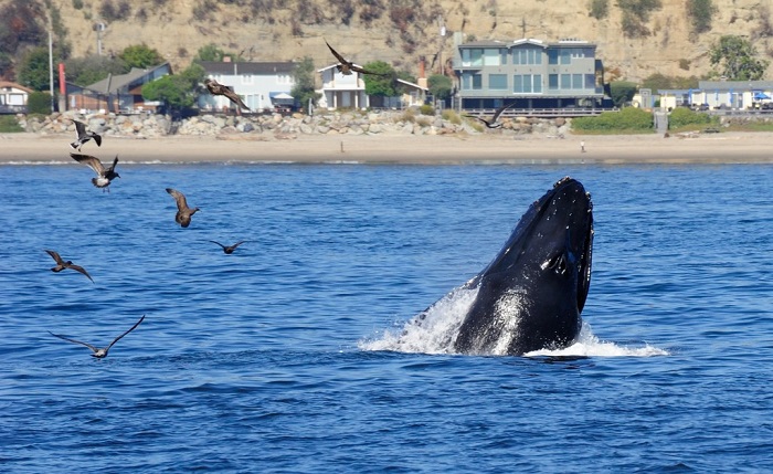 Humpback whales near shore at Santa Cruz while Whale Watching in Monterey Bay California with Stagnaro Charters